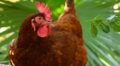 Kuracie blchy a ako sa ich zbaviť